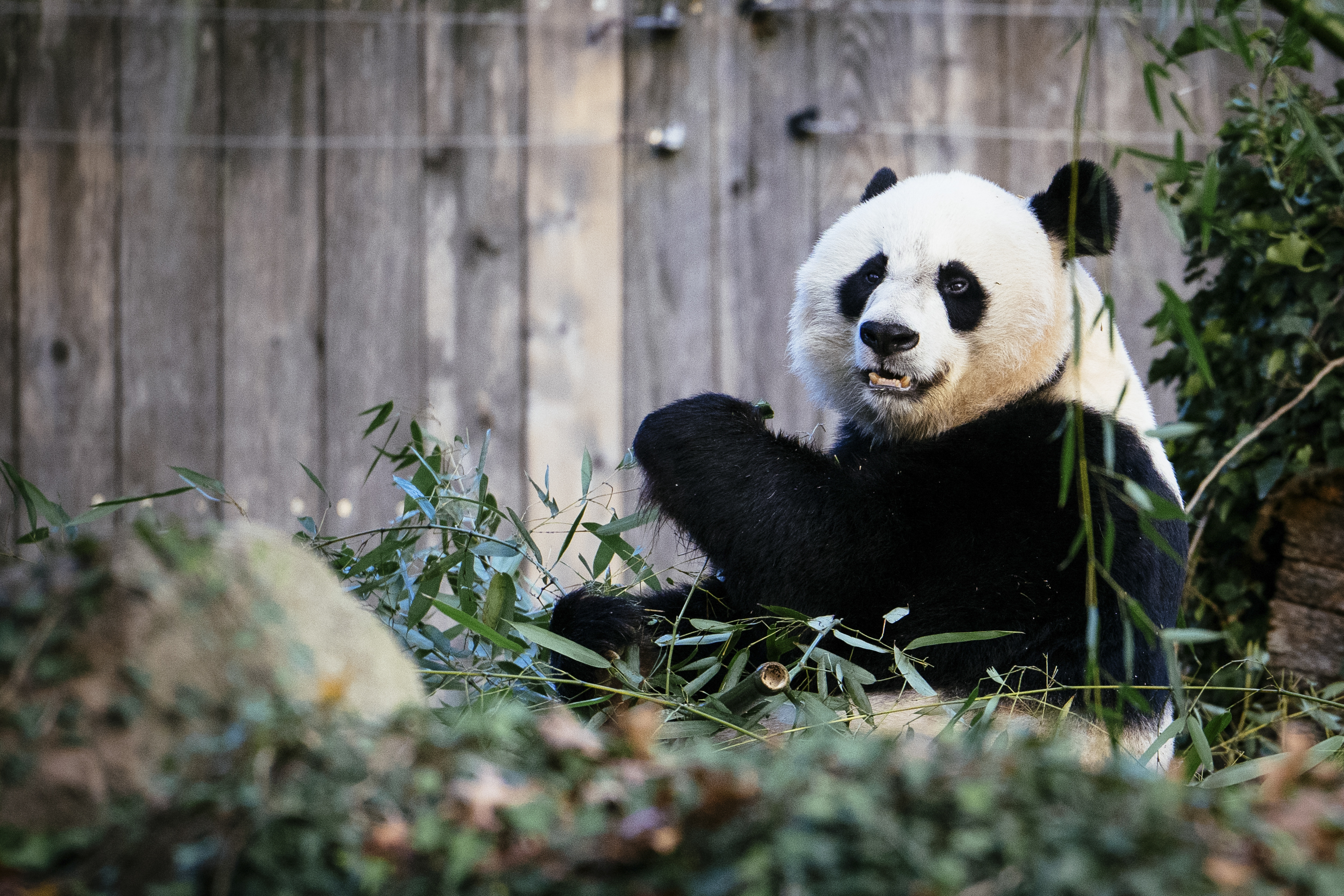 As bears return to China from zoos around the world, some ask if 