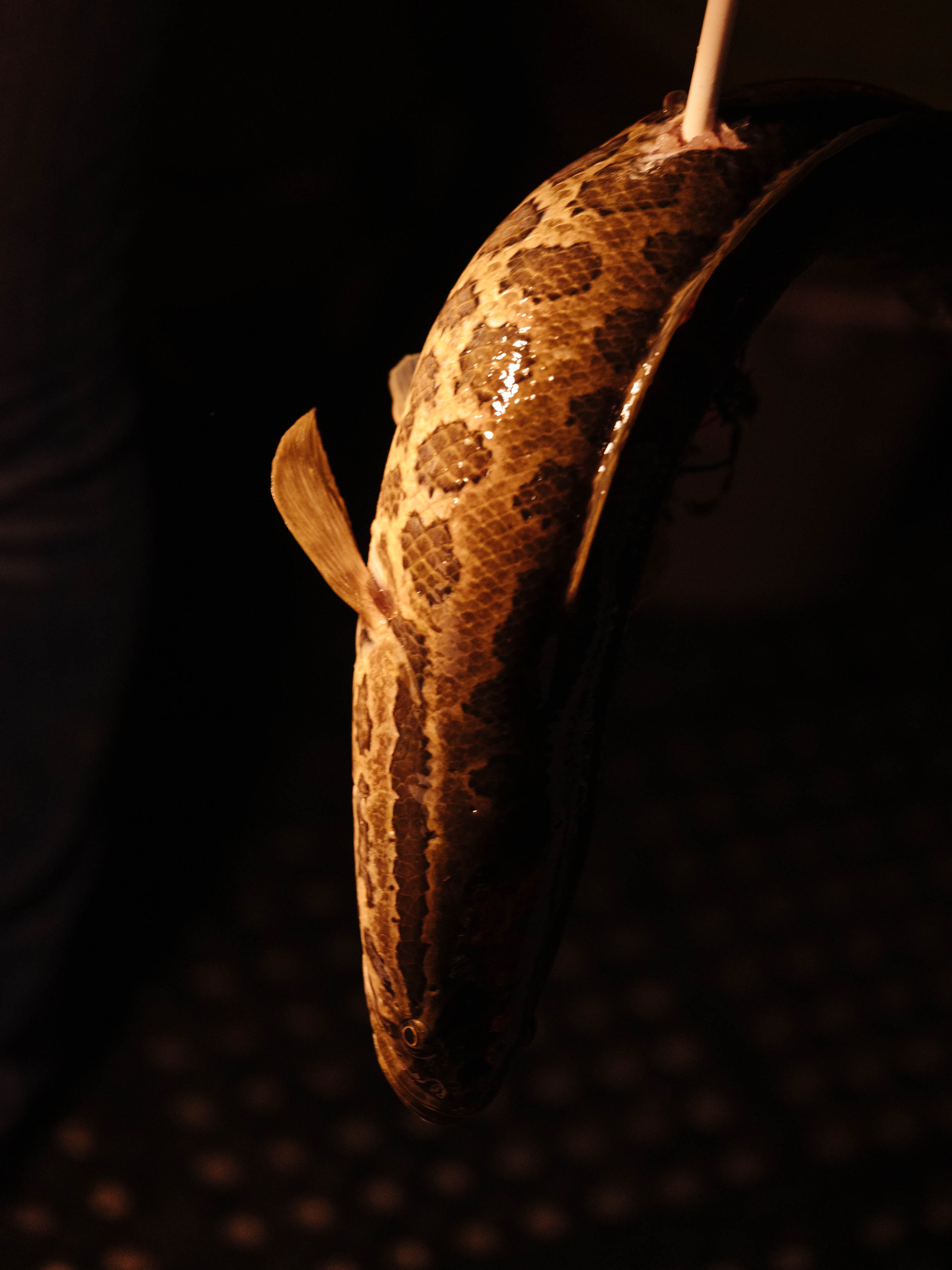 Northern snakeheads are being hunted with compound bows in the